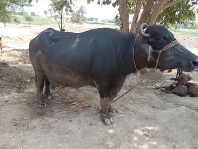 03218938489 is number pr rabta KR lay