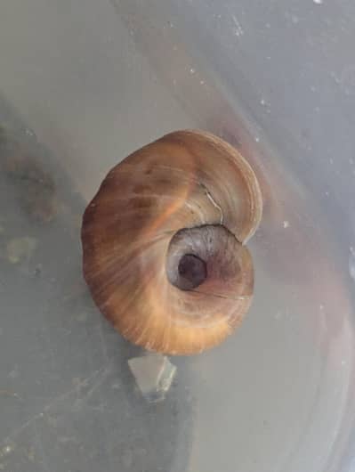Red Ramshorn Snails