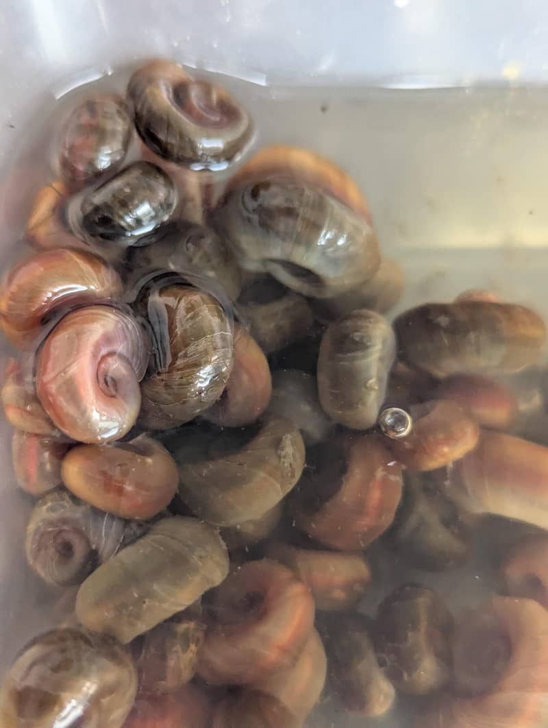 Red Ramshorn Snails 1