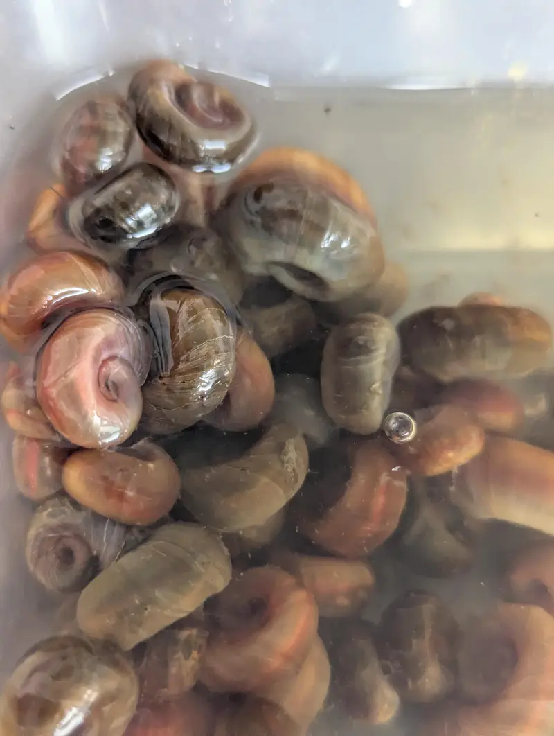 Red Ramshorn Snails — photo 2