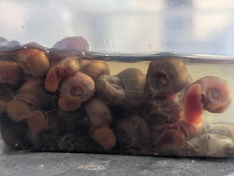 Red Ramshorn Snails 2