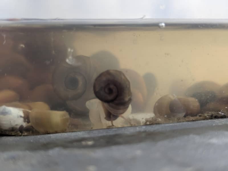 Red Ramshorn Snails 3
