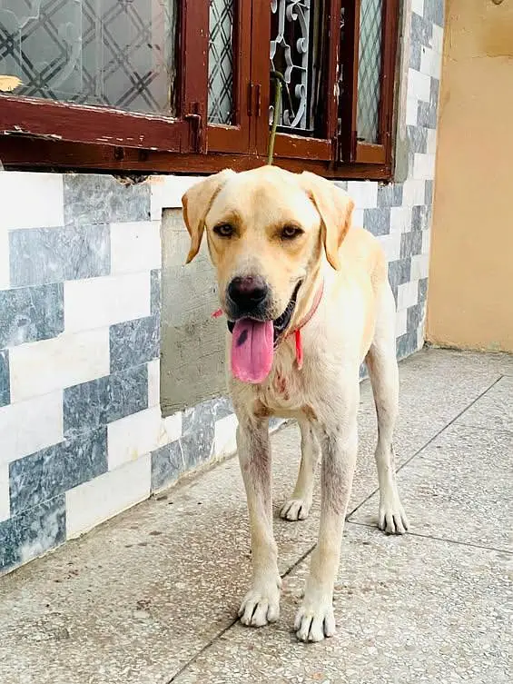 13 Months Old Labrador Dog for Sale – Healthy & Active — photo 2