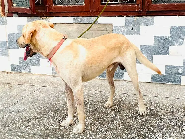 13 Months Old Labrador Dog for Sale – Healthy & Active — photo 4