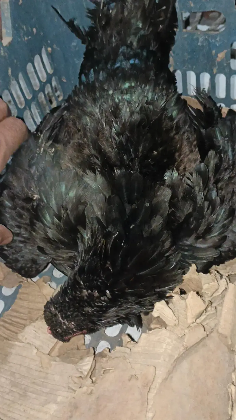 Thai Permoze Murgi / Thai Kurk Murgi/ Kurk Murgi/ Kurk hen — photo 3