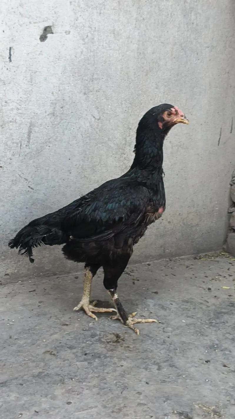 Thai Permoze Murgi / Thai Kurk Murgi/ Kurk Murgi/ Kurk hen — photo 5