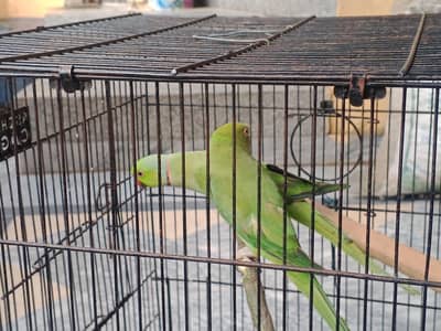 urgent for sell only interested people contact me others stay away