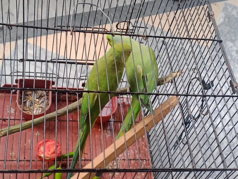 urgent for sell only interested people contact me others stay away — photo 2