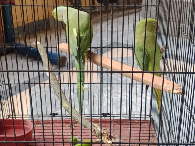 urgent for sell only interested people contact me others stay away — photo 3