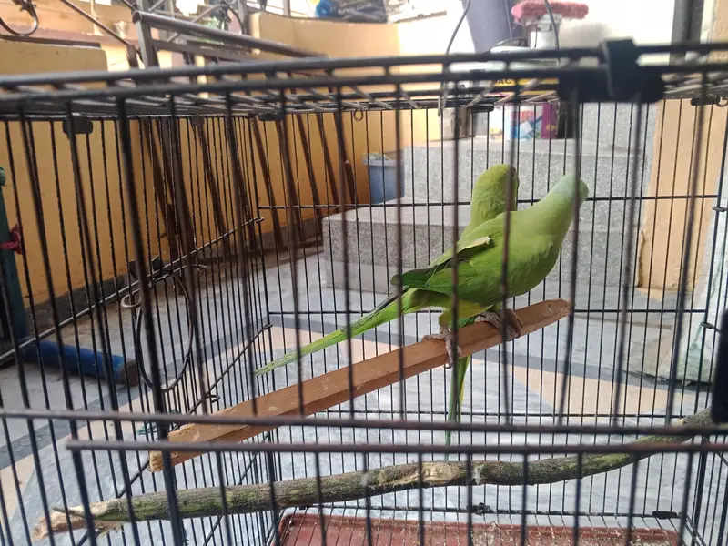 urgent for sell only interested people contact me others stay away — photo 4