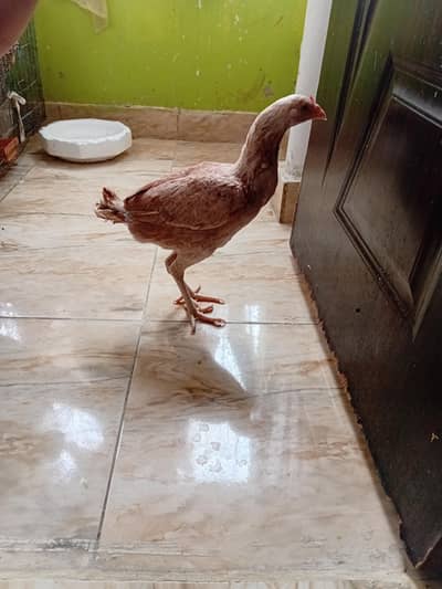 aseel murgiyan for sale