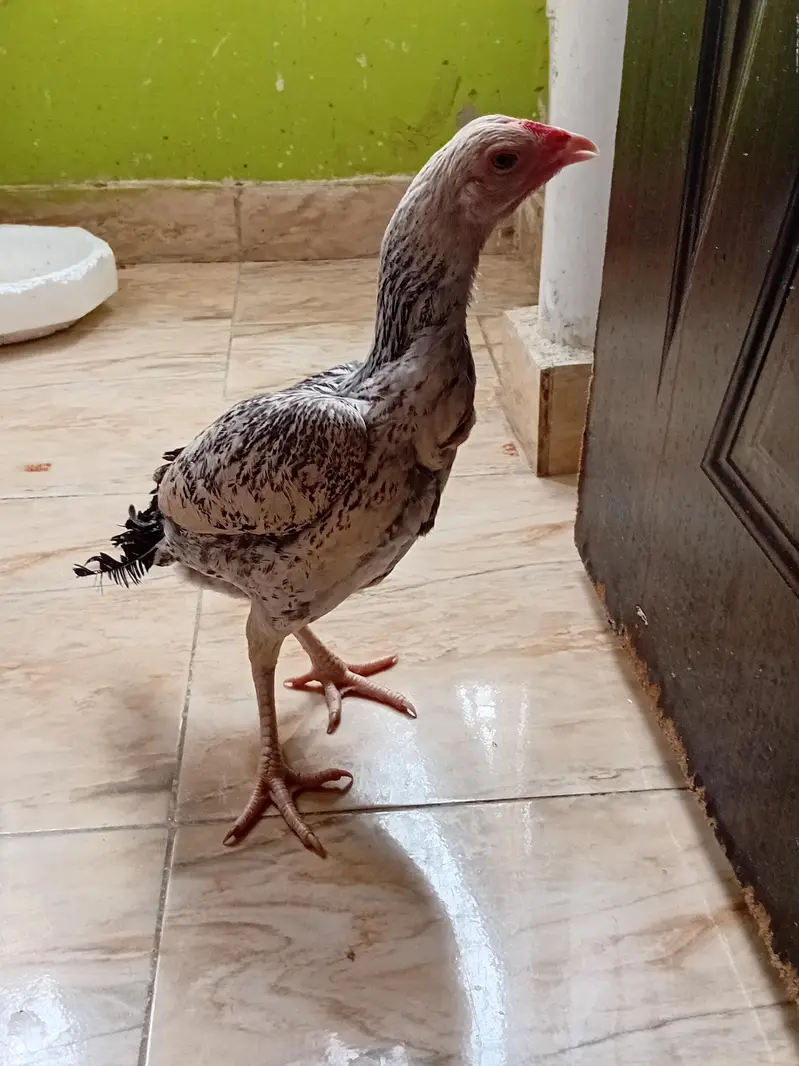 aseel murgiyan for sale — photo 2