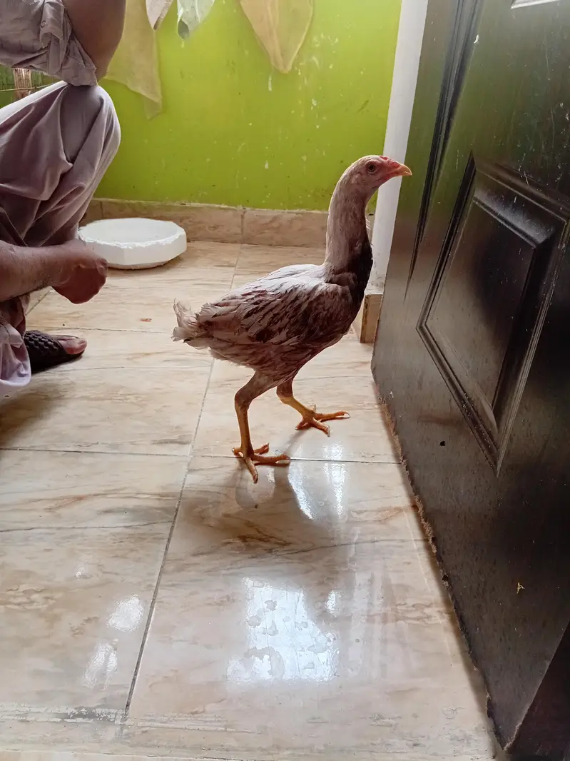aseel murgiyan for sale — photo 3