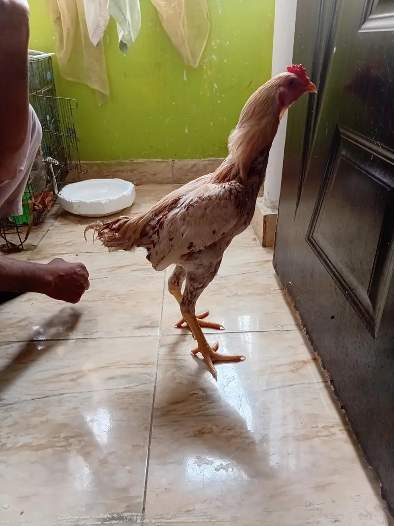 aseel murgiyan for sale — photo 4