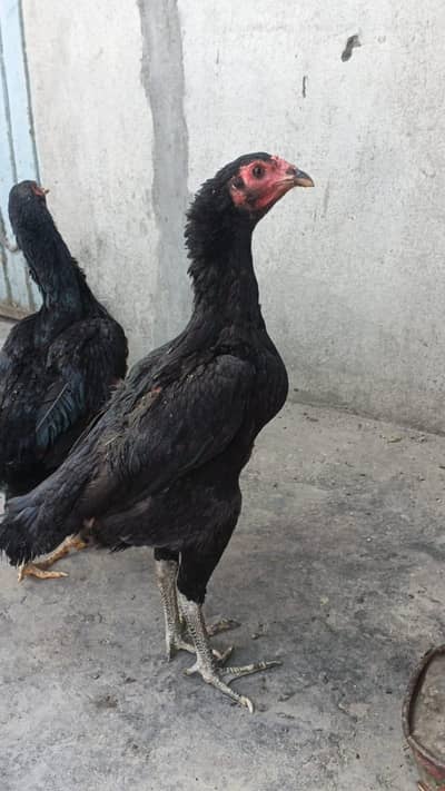 Thai Chicks/ Thai Quality Chicks/ Thai chozay / Chicks