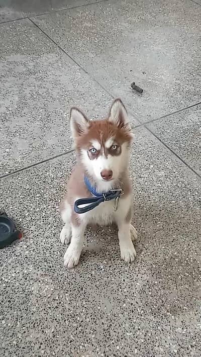siberian dog