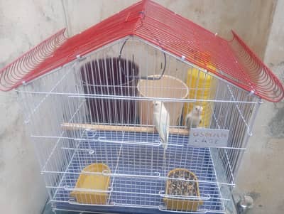 sale of Healthy Love birds Pair with cage