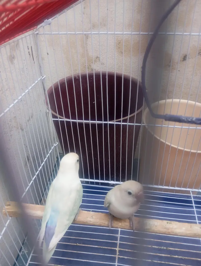 sale of Healthy Love birds Pair with cage — photo 2