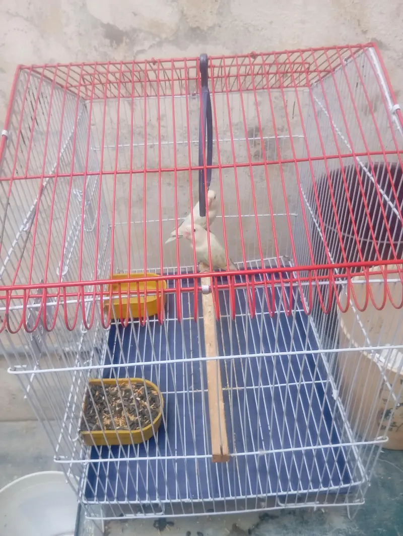 sale of Healthy Love birds Pair with cage — photo 3