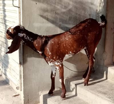 makha chini bakri 4 danth for sale
