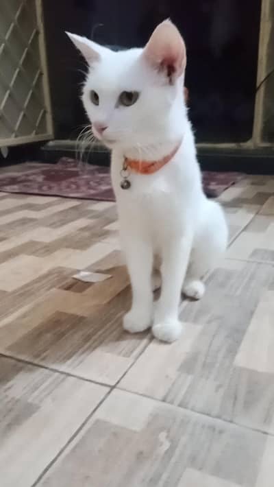 Home pets