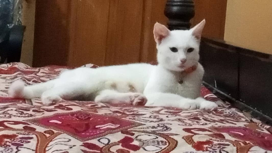Home pets 1