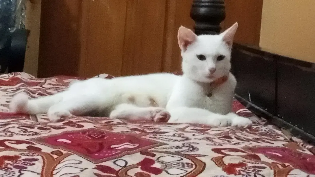 Home pets — photo 2