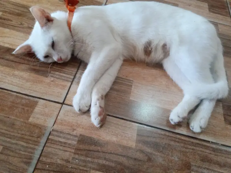 Home pets — photo 3