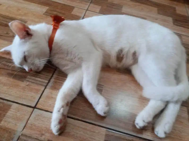 Home pets — photo 4