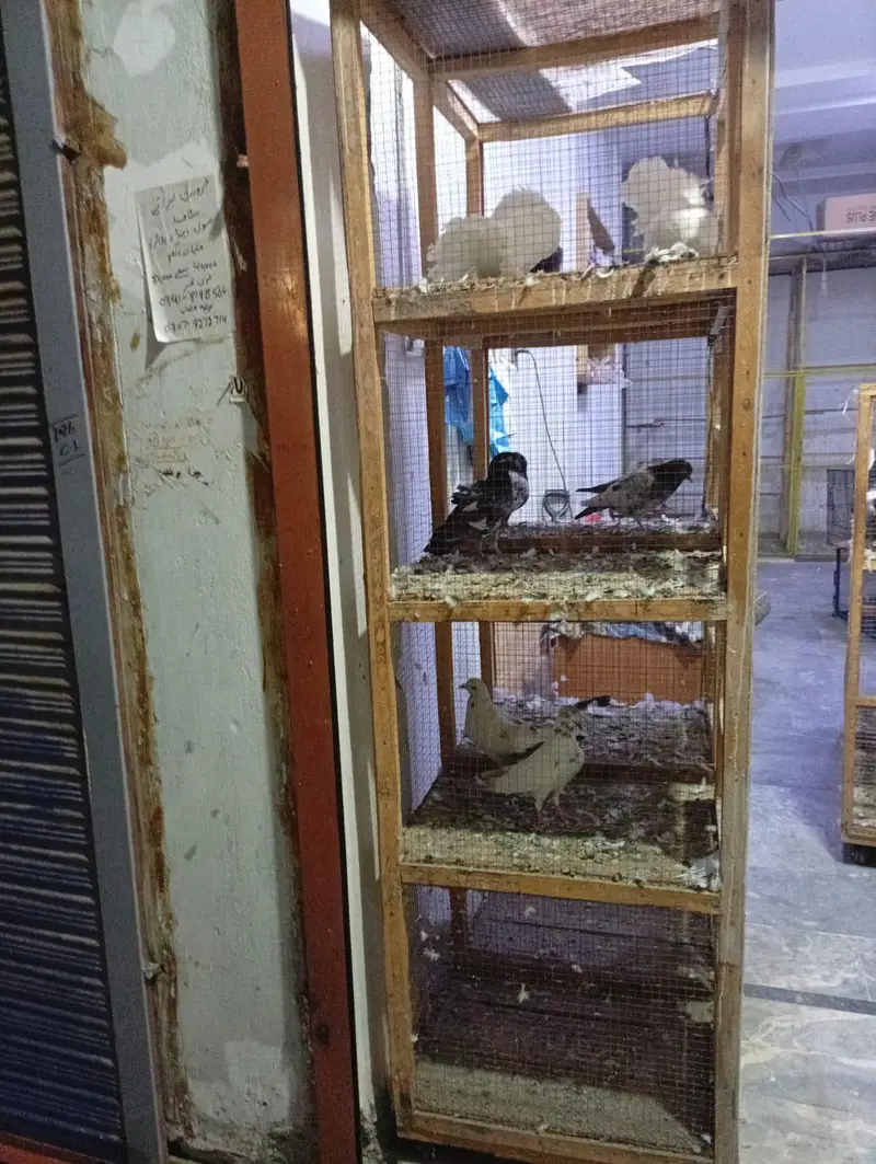 Custom Wooden Bird/Pigeon Cage with 8 Boxes & Built-in Lights for Sale — photo 2