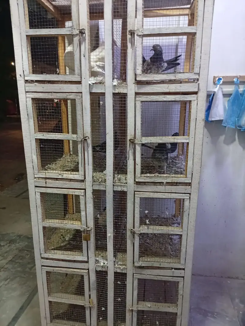 Custom Wooden Bird/Pigeon Cage with 8 Boxes & Built-in Lights for Sale — photo 3