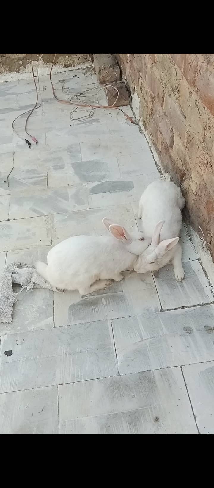 Rabbit 0