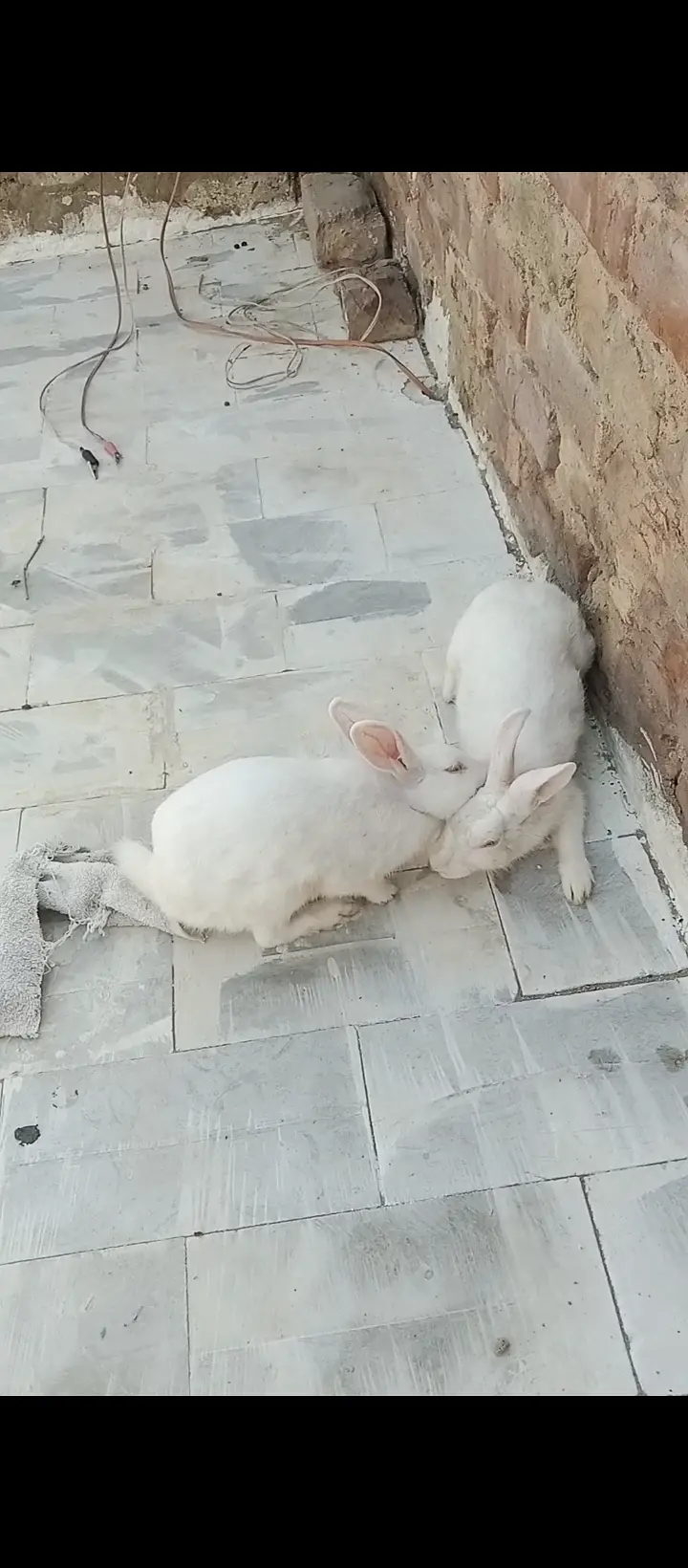 Rabbit