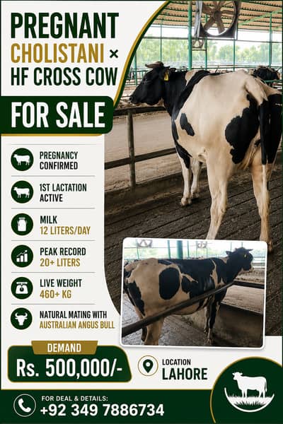 Pregnant cow for Sale| Cross breed