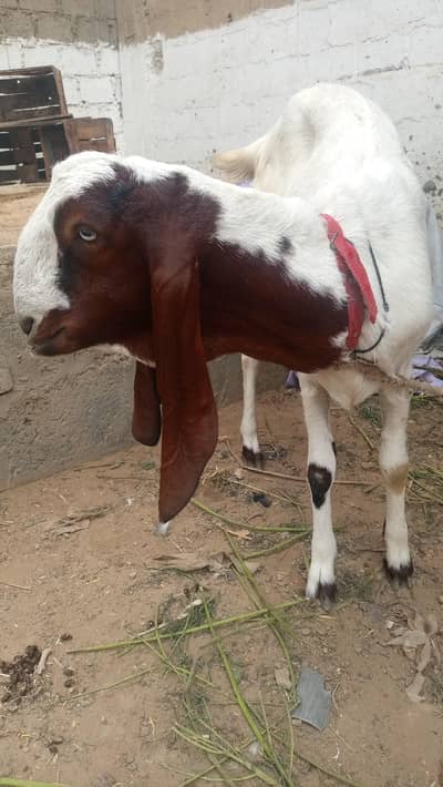 beetal bakriya