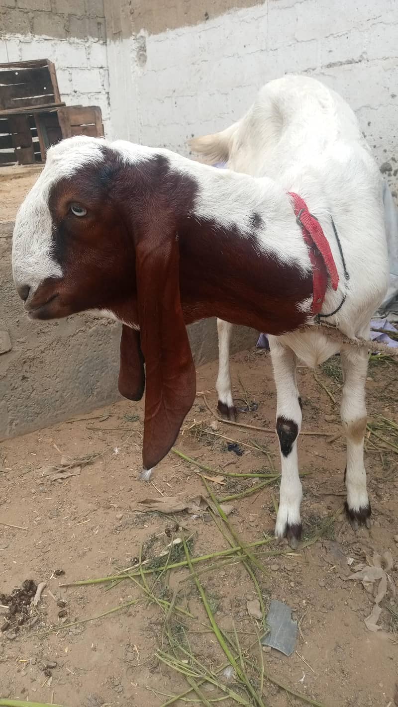 beetal bakriya 0