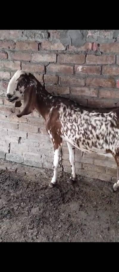 مونی مکھی چینی بکری ماشاءالله اچھاقد ھائیٹ ھے ھے رابطہ0345673553