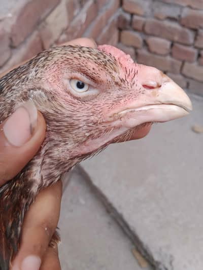 murgi for sale ha WhatsApp number 03265213565