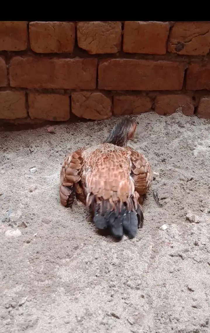 murgi for sale ha WhatsApp number 03265213565 — photo 2