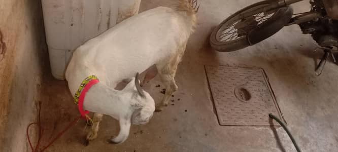 doodh wali bakri
