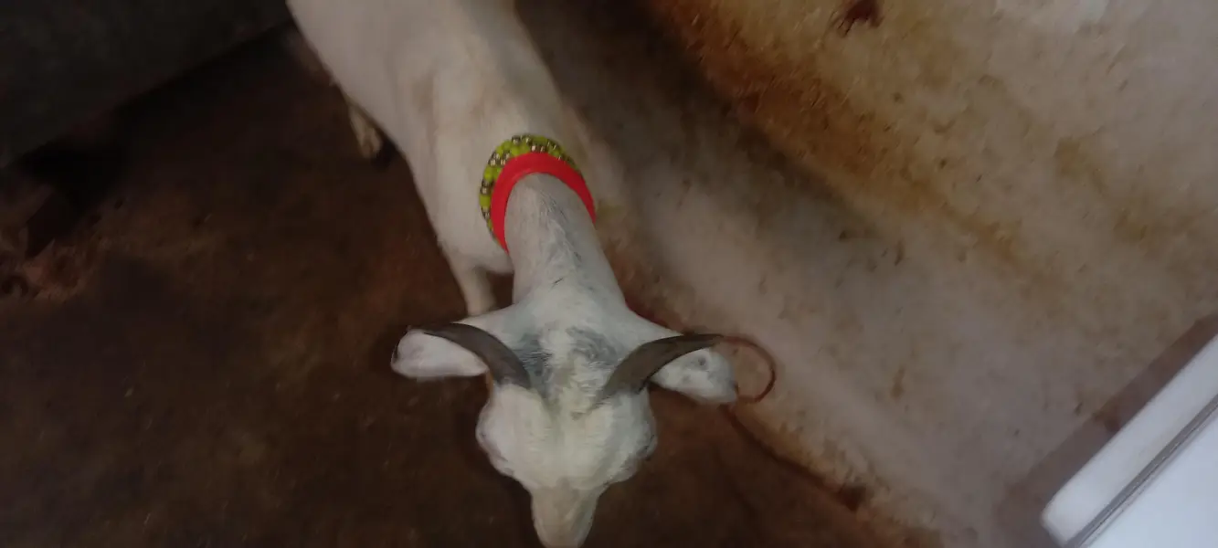 for milk and breeding setup female goat — photo 2