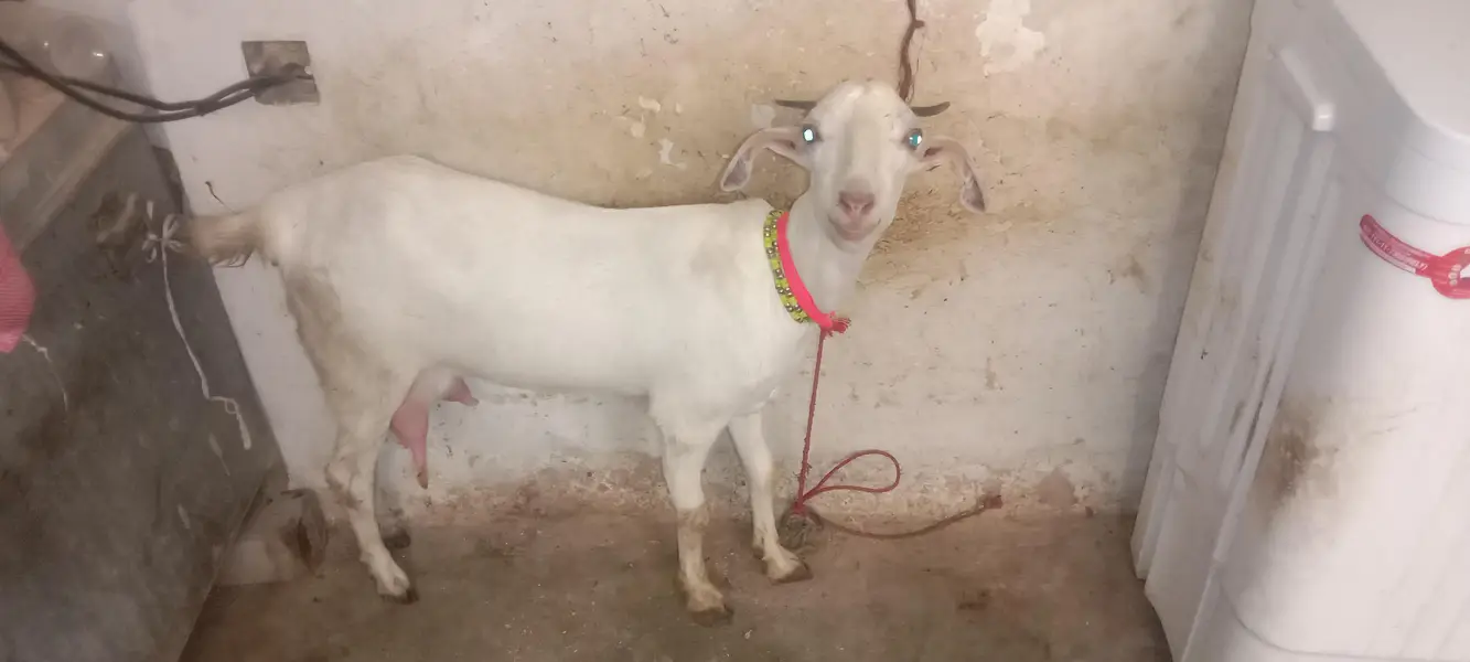 for milk and breeding setup female goat — photo 3