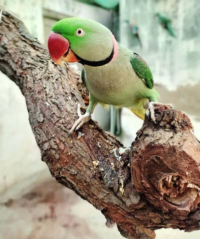 raw parrot full talking hand tame
