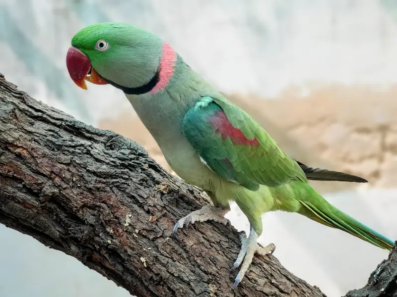 raw parrot full talking hand tame — photo 2