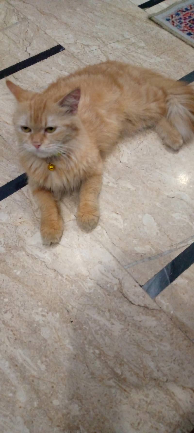 persion cat 0