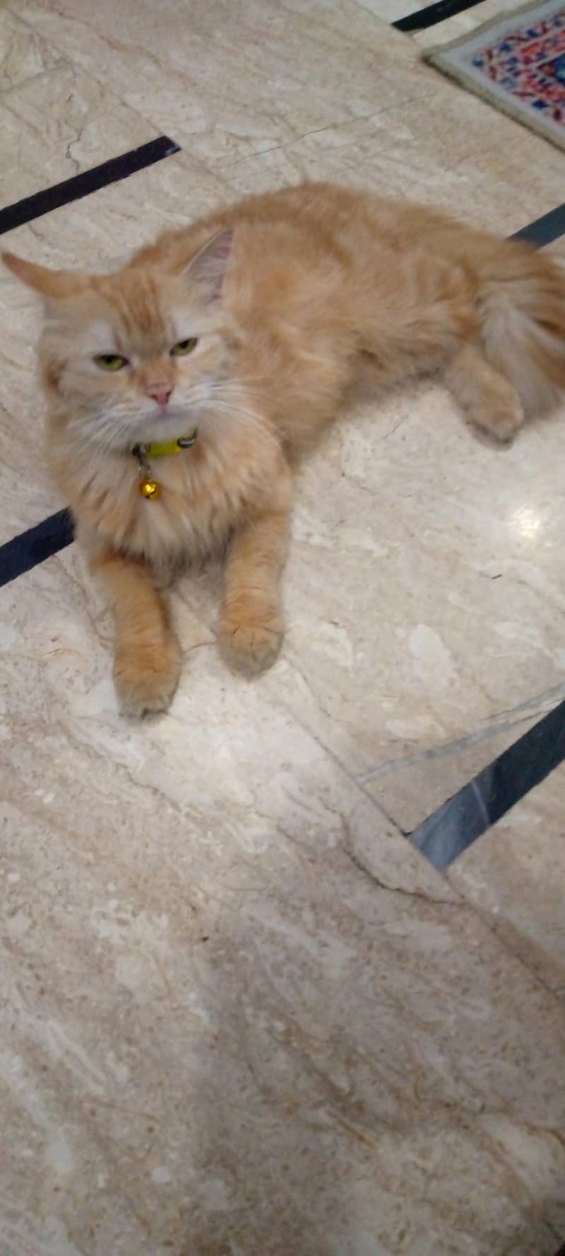 persion cat 1