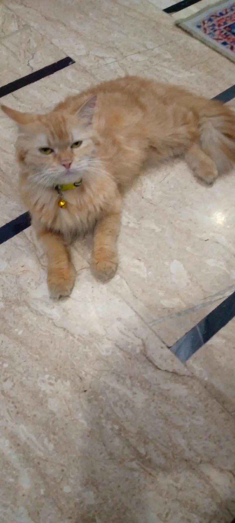 persion cat — photo 2