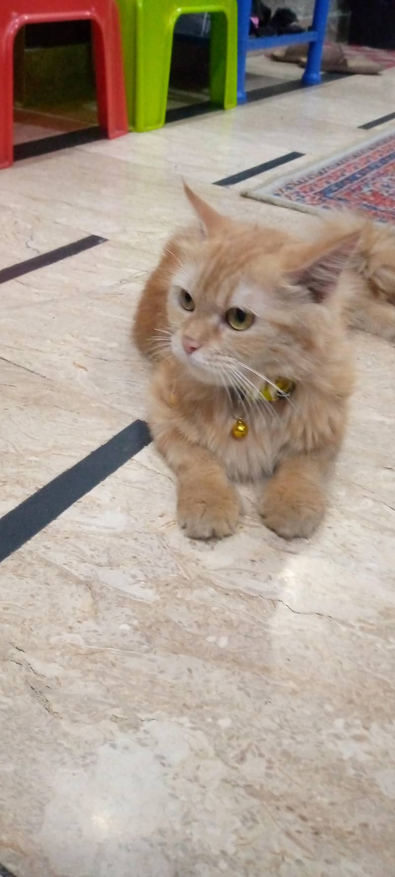 persion cat 3
