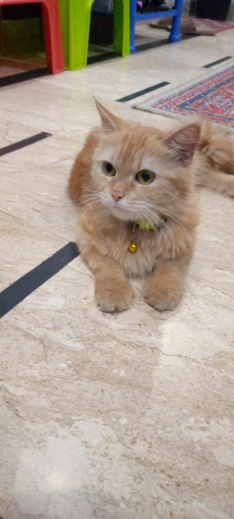 persion cat 4