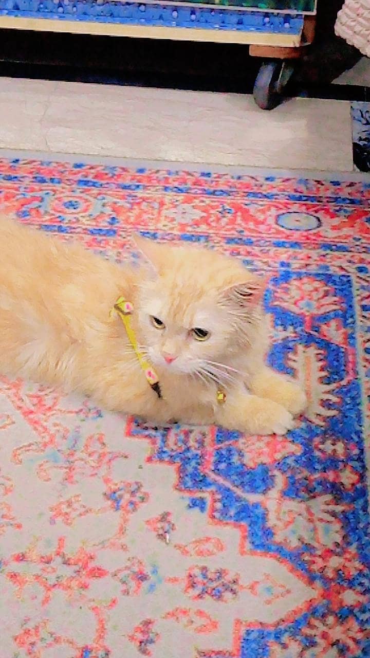 persion cat 5